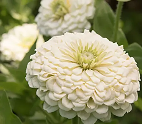 Zinnia elegans, 'Benary's Giant White'-0