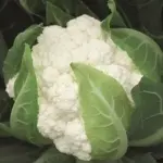 'Flamenco F1' is a very high quality Cauliflower variety for late summer and autumn production