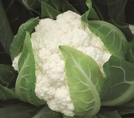 'Flamenco F1' is a very high quality Cauliflower variety for late summer and autumn production