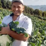 It produces strong plants and high, bright white 18 to 22cm (7 to 9in) domed heads with dense curds.