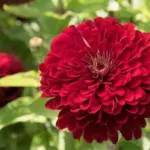 'Giant Deep Red' is a magnificent colour, gorgeous deep red blooms with a high percentage of double flowers.