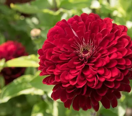 'Giant Deep Red' is a magnificent colour, gorgeous deep red blooms with a high percentage of double flowers.