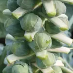 Brussels Sprout 'Doric F1' is a mid to late variety which produces smooth round buttons which have excellent flavour.