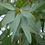 The sword shaped leaves have an amazing citrus fragrance when crushed.
