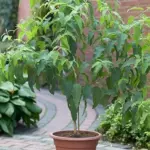 Eucalyptus citriodora is a beautiful, fast growing species.