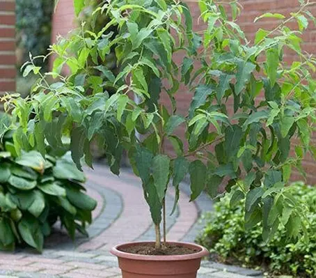 Eucalyptus citriodora is a beautiful, fast growing species.
