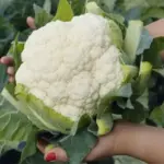 Cauliflower 'Giant of Naples' produces good tasting heads that weigh an average of 3 lbs.