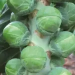 'Neptuno F1' is an outstanding variety that produces attractive, good quality sprouts that have an excellent taste.