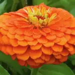 Zinnia elegans, ‘Benary's Giant' series is a classic and superior strain of giant zinnia