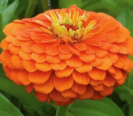 Zinnia elegans, ‘Benary's Giant' series is a classic and superior strain of giant zinnia