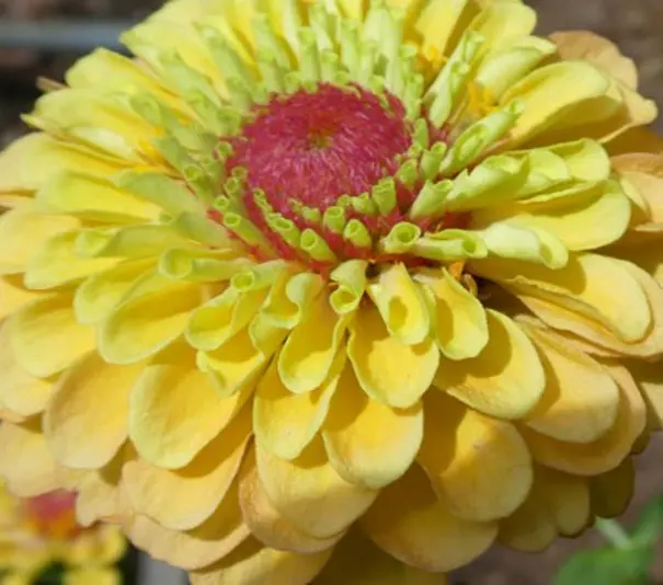 The latest addition to this wonderful series, Zinnia ‘Queeny Lemon Peach’