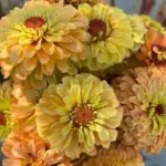 A wonderful ombré gradient on their petals, the coloration transitions from a delicate soft lemon to mouth watering peach