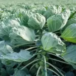 The plants do not grow too tall so are good for exposed sites