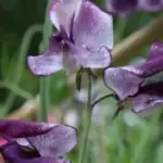 They have exceptional scent and long stems that are perfect for cutting.