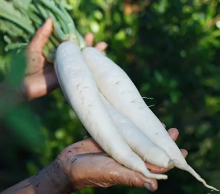 'F1 April Cross' is recommended for late summer to early summer harvest and for early winter harvest.