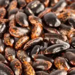 Bean: Runner Bean 'Painted Lady'-19399