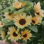 Lighter than orange and darker than yellow it produces perfectly shaped, peach coloured blooms.