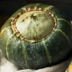 'Burgess Buttercup' sets the standard for buttercup squash.