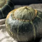 The dark green fruits feature a distinctive grey button on the blossom end.