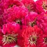 Carmine has deep raspberry coloured flowers, 9 to10cm (3 to 4in) wide