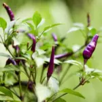 The plants have attractive purple flowers and stems, calyxes and leaf veins.