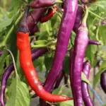 Chili Pepper 'Diavoletto' is an impressive and rare variety from Austria