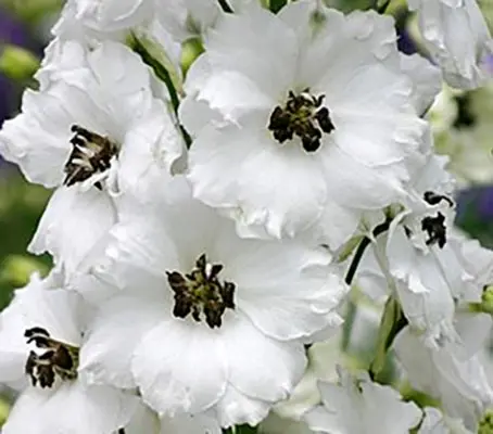 Benary's Pacific is a premium strain, that will bloom the first year from a December greenhouse sowing