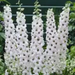 They grow 4.5 to 6 ft. tall. (1.4 to 1.8 m)