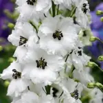 They add structure and presence to the back of any perennial border or cottage garden.