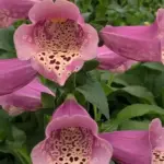 Digitalis ‘F1 Dottie Warm Rose’ is an outstanding modern colour in the series.