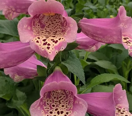 Digitalis ‘F1 Dottie Warm Rose’ is an outstanding modern colour in the series.