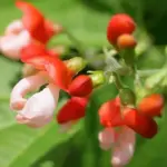 It produces astonishing bicolour, coral red and creamy white blooms