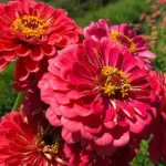 ‘Benary's Giant' series is a classic and superior strain of giant zinnia
