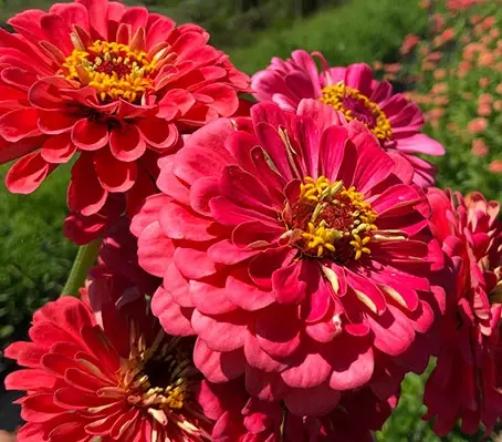 ‘Benary's Giant' series is a classic and superior strain of giant zinnia