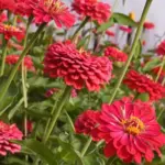 Super tall and ridiculously ruffled, You'll get enough outrageous cut flowers to fill your house with a carnival of colour!