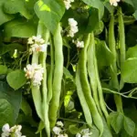 Runner Bean ‘Mergoles' is similar to the famous red scarlet runner, but with decorative clear white blooms.