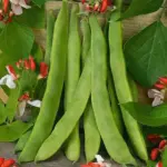 An early 19th century heirloom, this gracious lady was catalogued in the R.H.S. dictionary of plants as far back as 1633