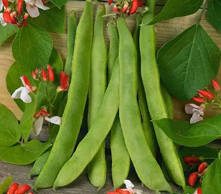 An early 19th century heirloom, this gracious lady was catalogued in the R.H.S. dictionary of plants as far back as 1633