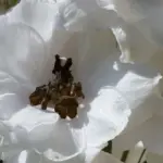 Delphinium 'Percival' blooms with spires of pure white blooms.