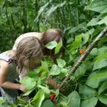 Once established, runner beans virtually grow themselves, giving you effortless food for weeks.