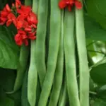 Streamline produces clusters of fleshy, flavoursome beans that are very tasty.