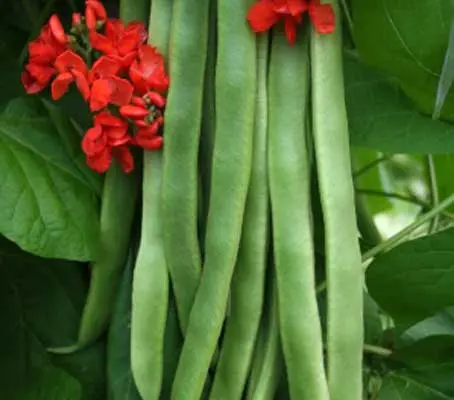 Streamline produces clusters of fleshy, flavoursome beans that are very tasty.