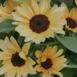 ‘ProCut Peach' is a beautiful warm, pale yellow hue that shimmers towards the peach-coloured range.