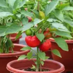 Sweet Pepper 'Runa' produces a large harvest of flat-round fruits.