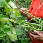 Once established, runner beans virtually grow themselves, giving you effortless food for weeks.