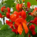 The fleshy pods are produced in clusters of fleshy, flavoursome beans reaching 25cm in length.