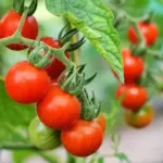 Tomato 'Sambucca' is an early maturing, semi-determinant cocktail tomato variety