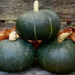 Squash 'Sweet Mama F1’ is a superior kabocha that produces on a very space-saving short vine.