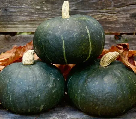 Squash 'Sweet Mama F1’ is a superior kabocha that produces on a very space-saving short vine.