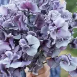 Nimbus wears its stormy dark-blue violet highlights sprayed against a cream background.